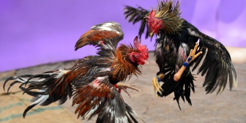 fi68 KM Game Bài 3d