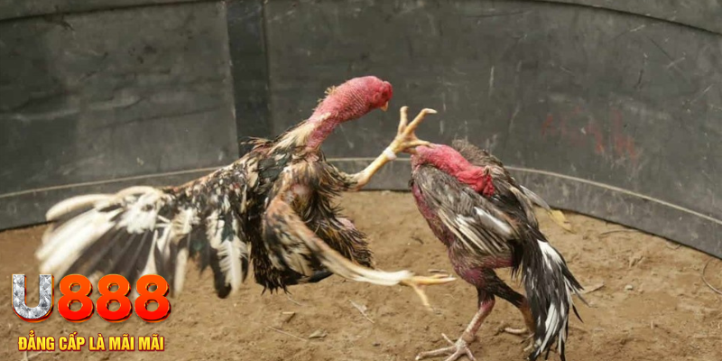 fi68 đăng nhập tiến lên miền nam số 1